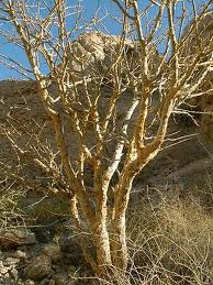 myrrh tree