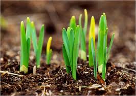 green shoots